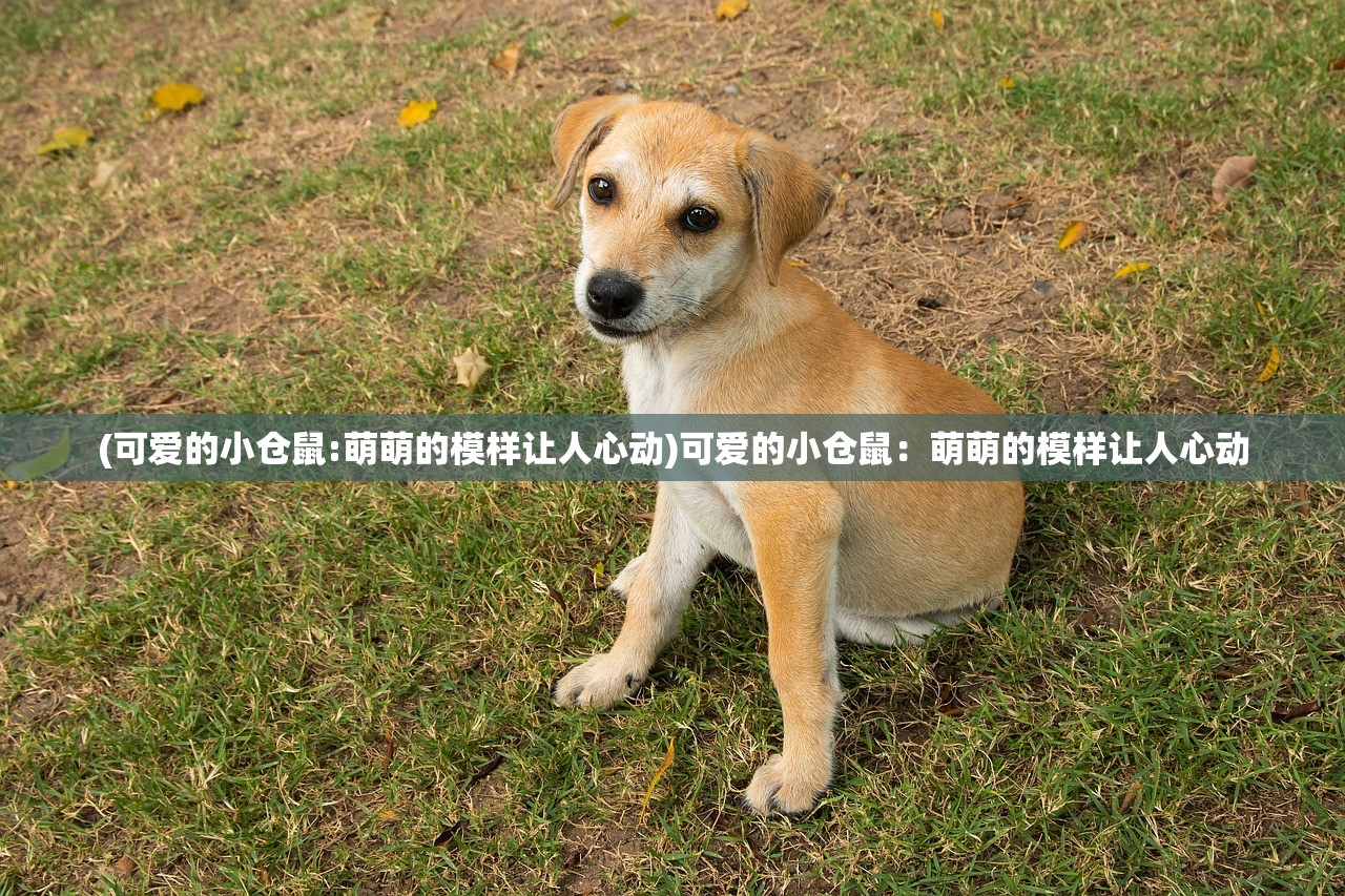 (暗影之魂中哪些怪物会掉落稀有装备和道具)暗影之魂中哪些怪物会掉落稀有装备和道具？