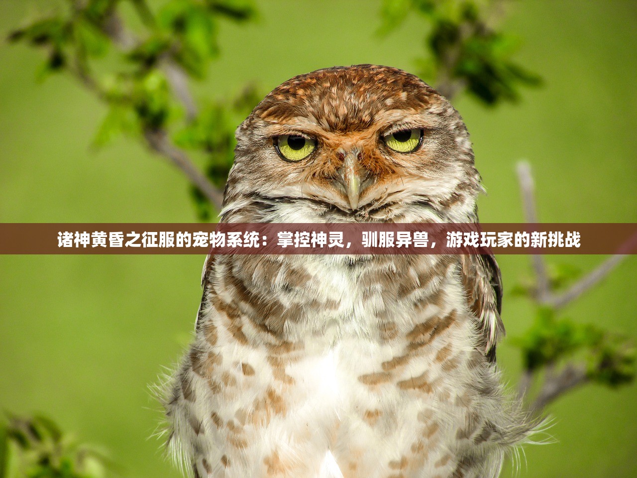 诸神黄昏之征服的宠物系统：掌控神灵，驯服异兽，游戏玩家的新挑战