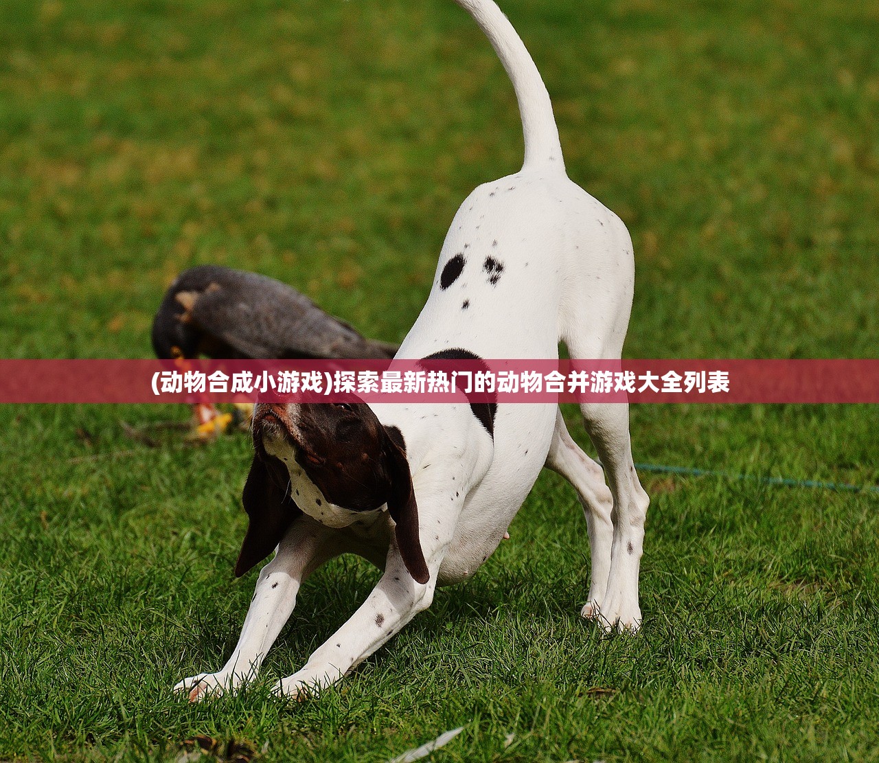 (梦三国马云禄)在三国云梦录平民游玩时，哪个国家的英雄最适合选择？