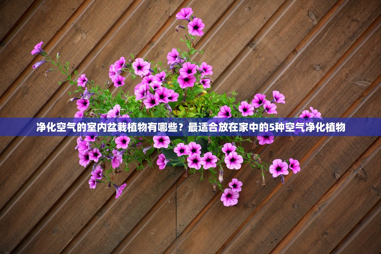 净化空气的室内盆栽植物有哪些？最适合放在家中的5种空气净化植物
