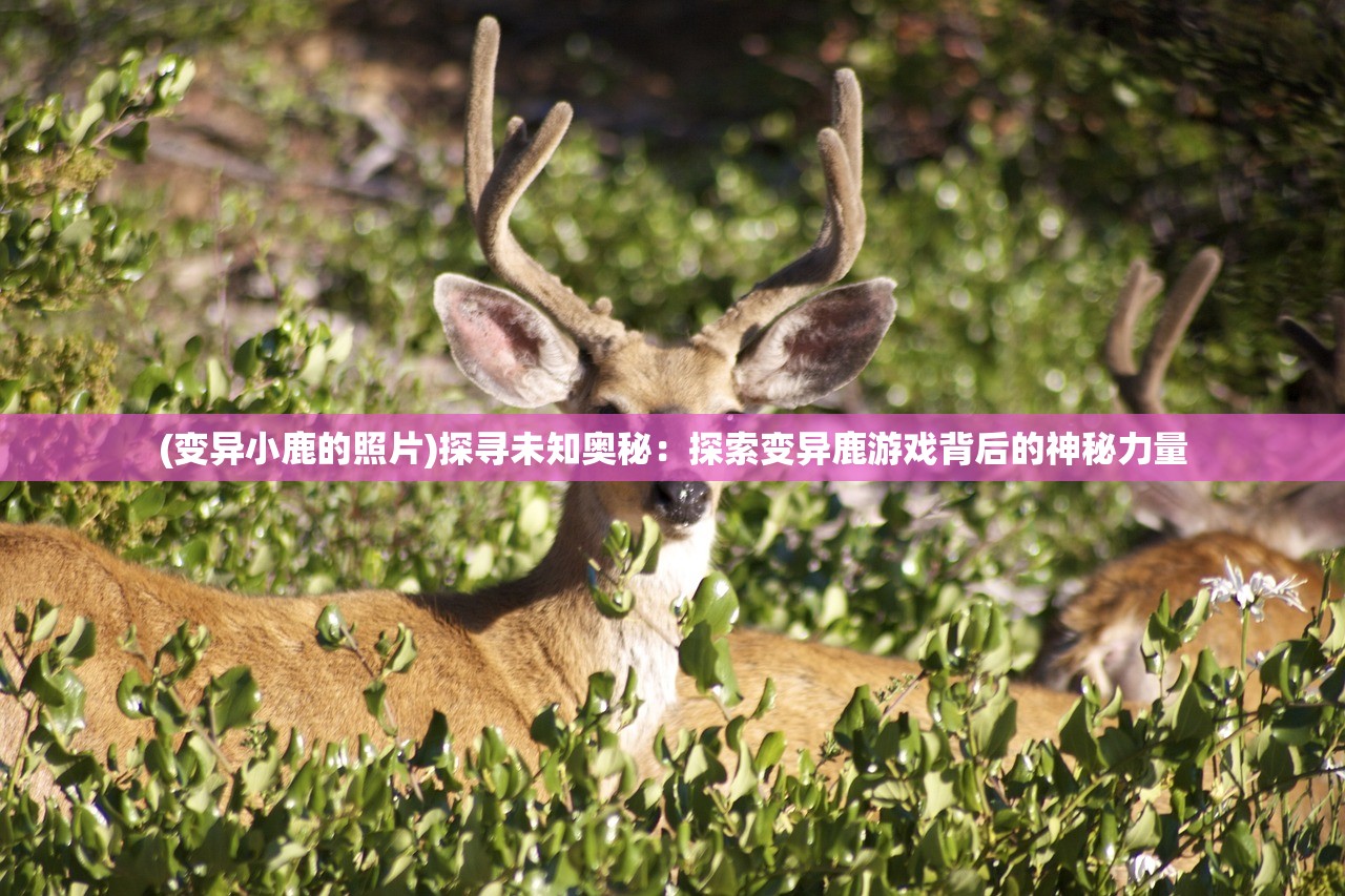 (变异小鹿的照片)探寻未知奥秘：探索变异鹿游戏背后的神秘力量