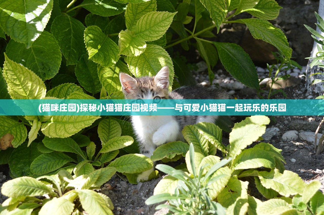 (猫咪庄园)探秘小猫猫庄园视频——与可爱小猫猫一起玩乐的乐园