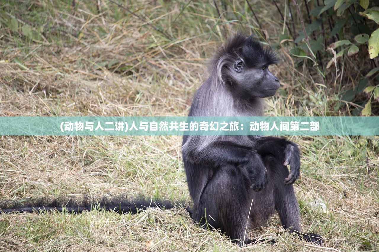 (动物与人二讲)人与自然共生的奇幻之旅：动物人间第二部