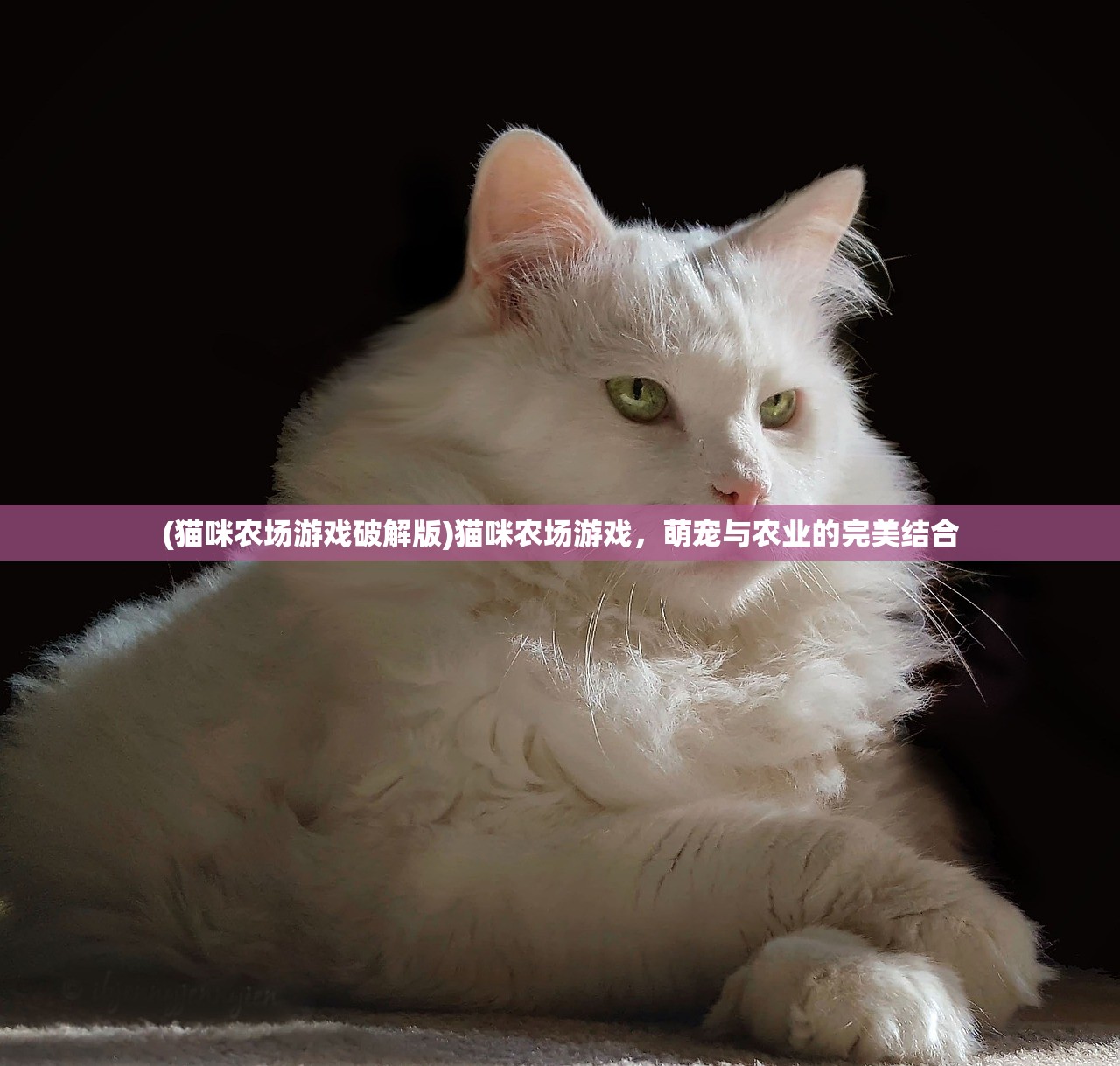 (猫咪农场游戏破解版)猫咪农场游戏,萌宠与农业的完美结合 (猫咪农场游戏破解版)猫咪农场游戏,萌宠与农业的完美结合