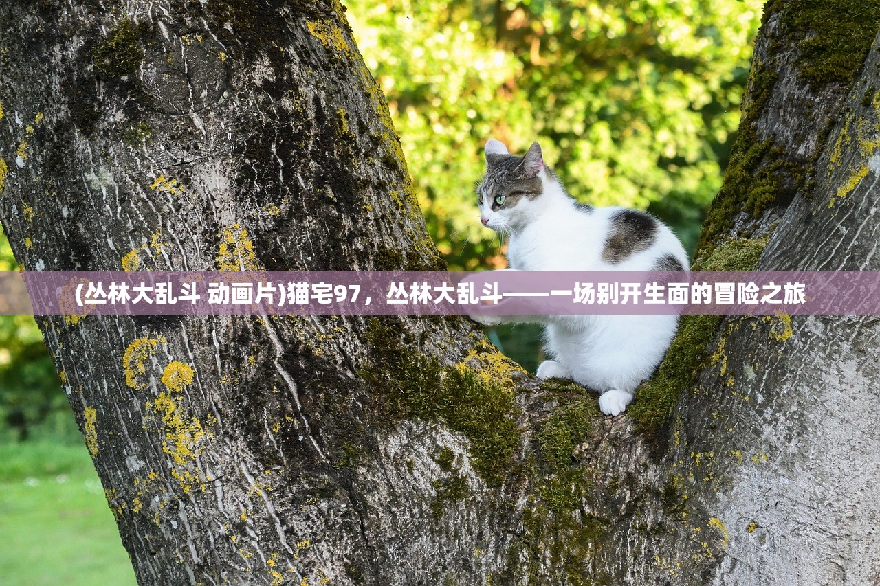 (丛林大乱斗 动画片)猫宅97，丛林大乱斗——一场别开生面的冒险之旅