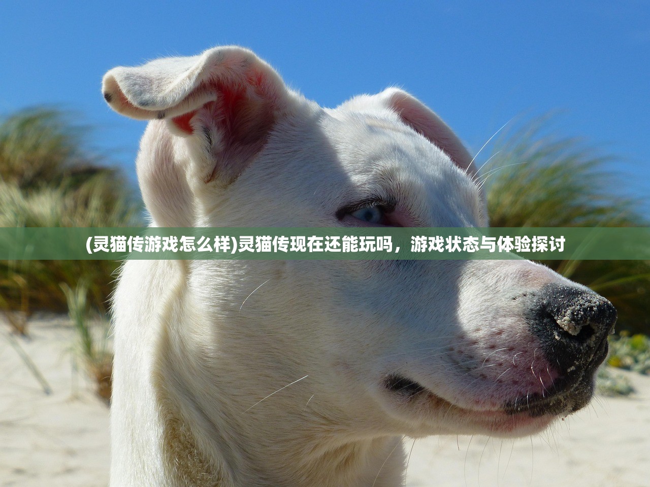 (灵猫传游戏怎么样)灵猫传现在还能玩吗，游戏状态与体验探讨