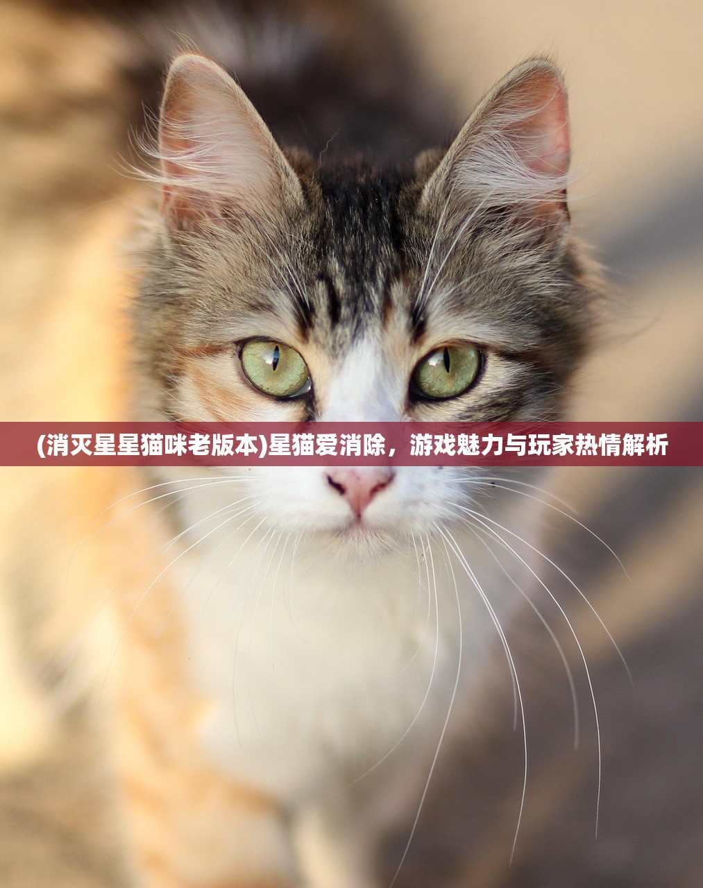 (消灭星星猫咪老版本)星猫爱消除，游戏魅力与玩家热情解析