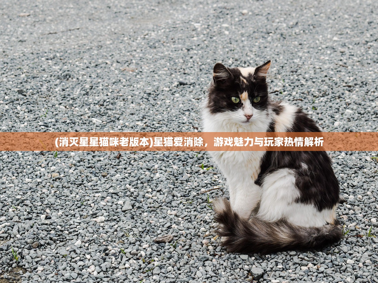 (消灭星星猫咪老版本)星猫爱消除，游戏魅力与玩家热情解析