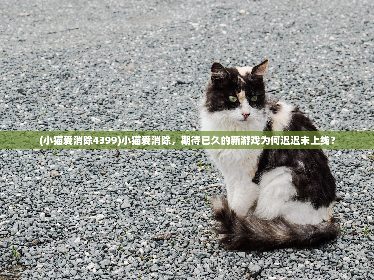 (小猫爱消除4399)小猫爱消除，期待已久的新游戏为何迟迟未上线？