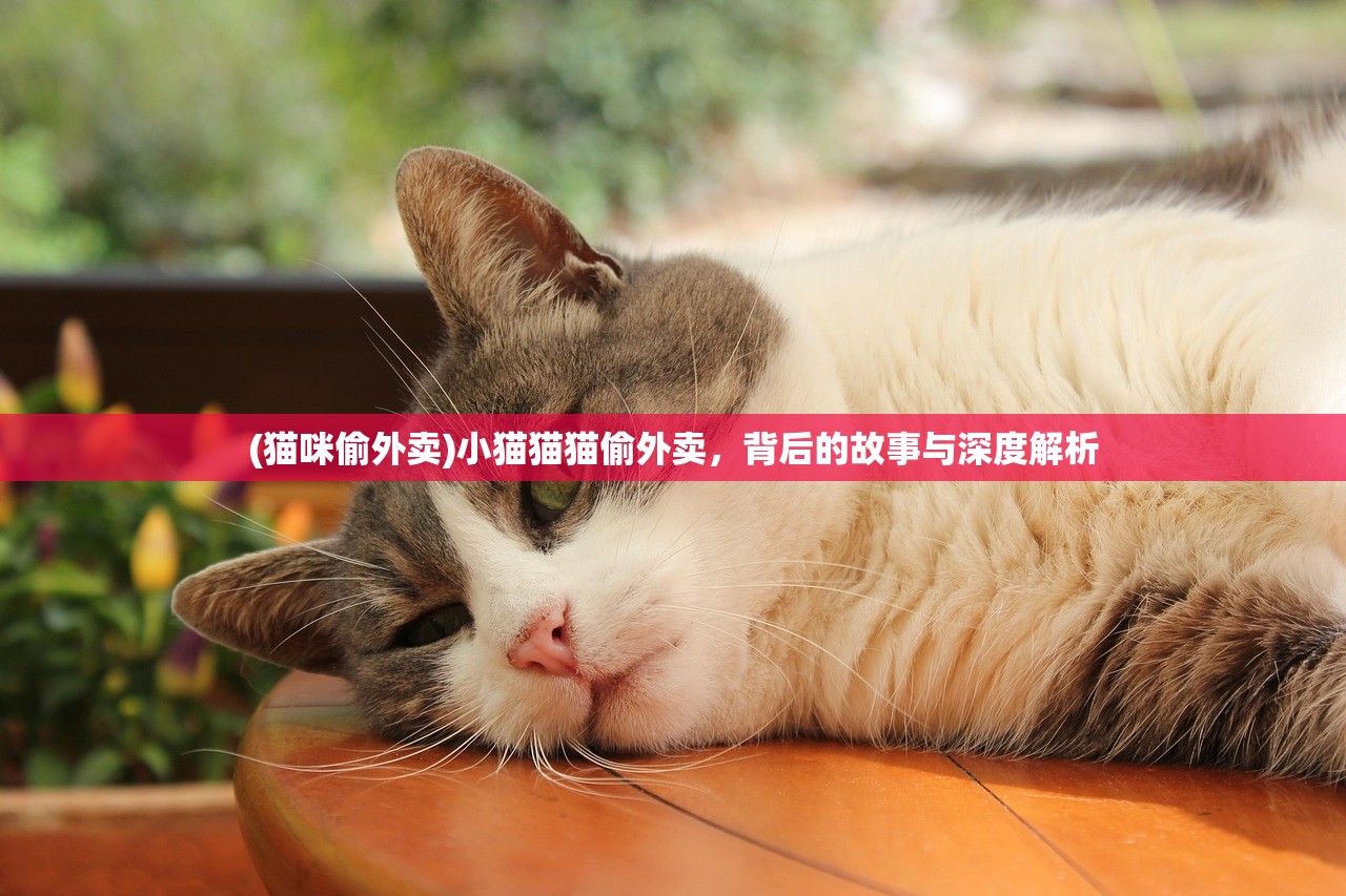 (猫咪偷外卖)小猫猫猫偷外卖，背后的故事与深度解析