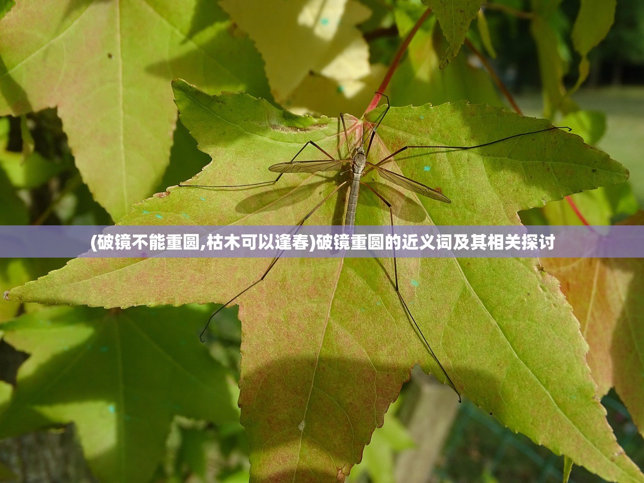 (破镜不能重圆,枯木可以逢春)破镜重圆的近义词及其相关探讨 (破镜不能重圆,枯木可以逢春)破镜重圆的近义词及其相关探讨