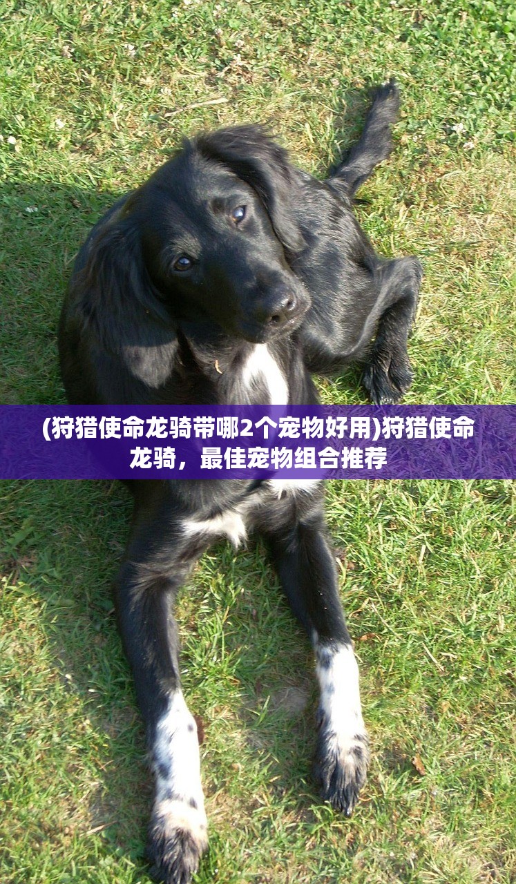 (狩猎使命龙骑带哪2个宠物好用)狩猎使命龙骑，最佳宠物组合推荐