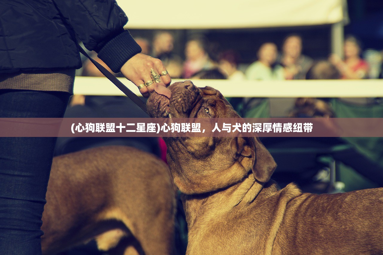 (心狗联盟十二星座)心狗联盟，人与犬的深厚情感纽带