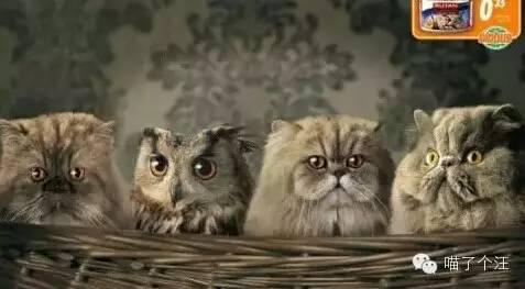 猫咪大作战内置菜单mod最新下载联机版2024无广告-猫咪大作战内置菜单mod无敌版v.7.12